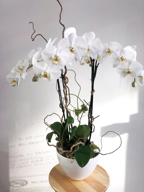 VA-9 Blanche Orchid Potted Arrangement